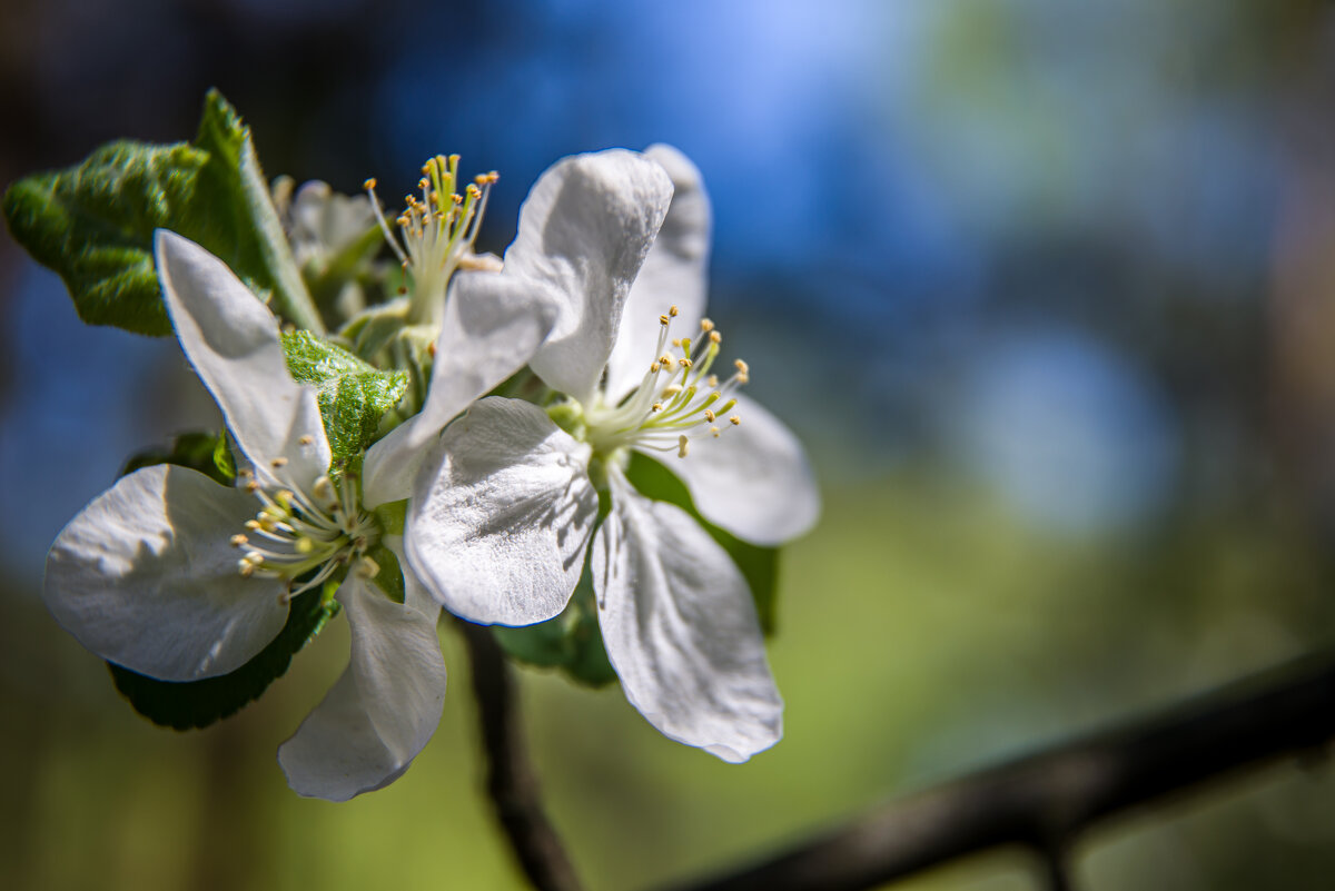 Яблоня - Андрей Сосновский