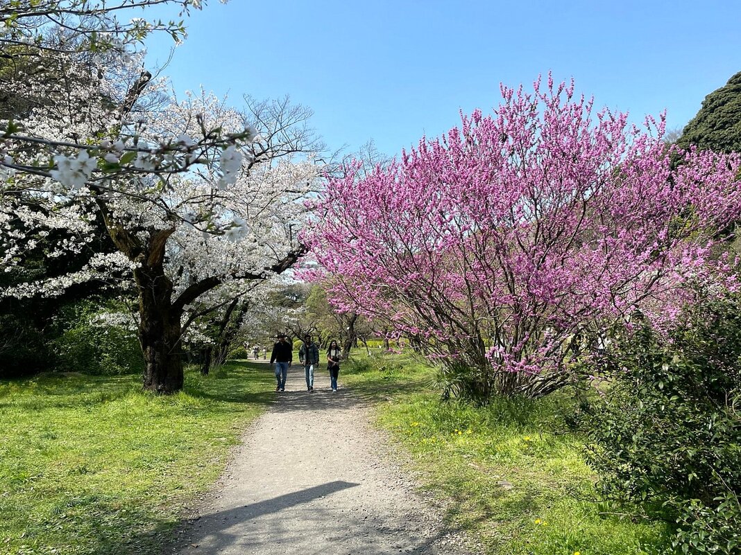 В токийском парке - Елена 