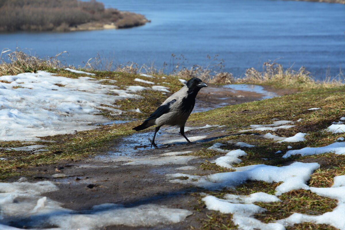 Обходит владения. - Михаил Колосов 