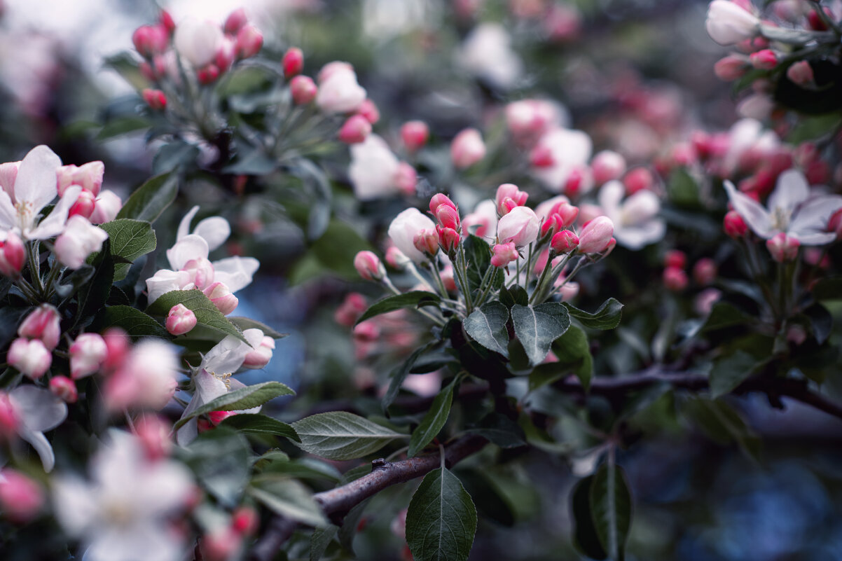 Опсыпная) - Лилия .