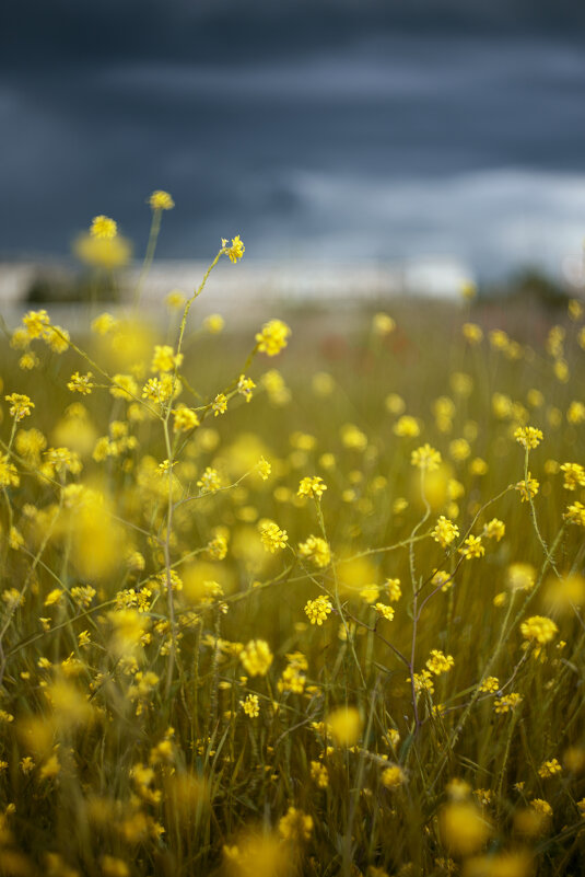 Май - Яна Горбунова