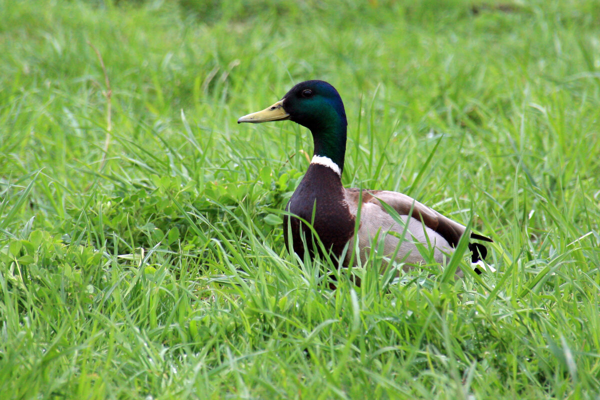 Селезень - Roman stories - Селезень - Roman stories -