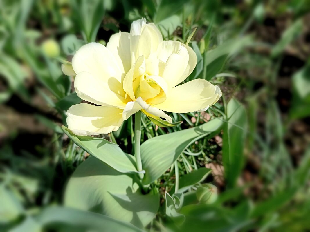 Май в городском саду... - Мария Васильева