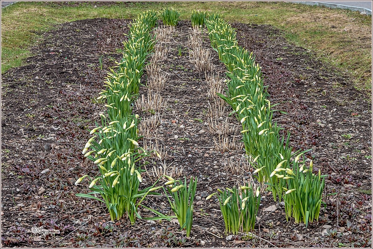 Нежаркий май - Aquarius - Сергей Нежаркий май - Aquarius - Сергей
