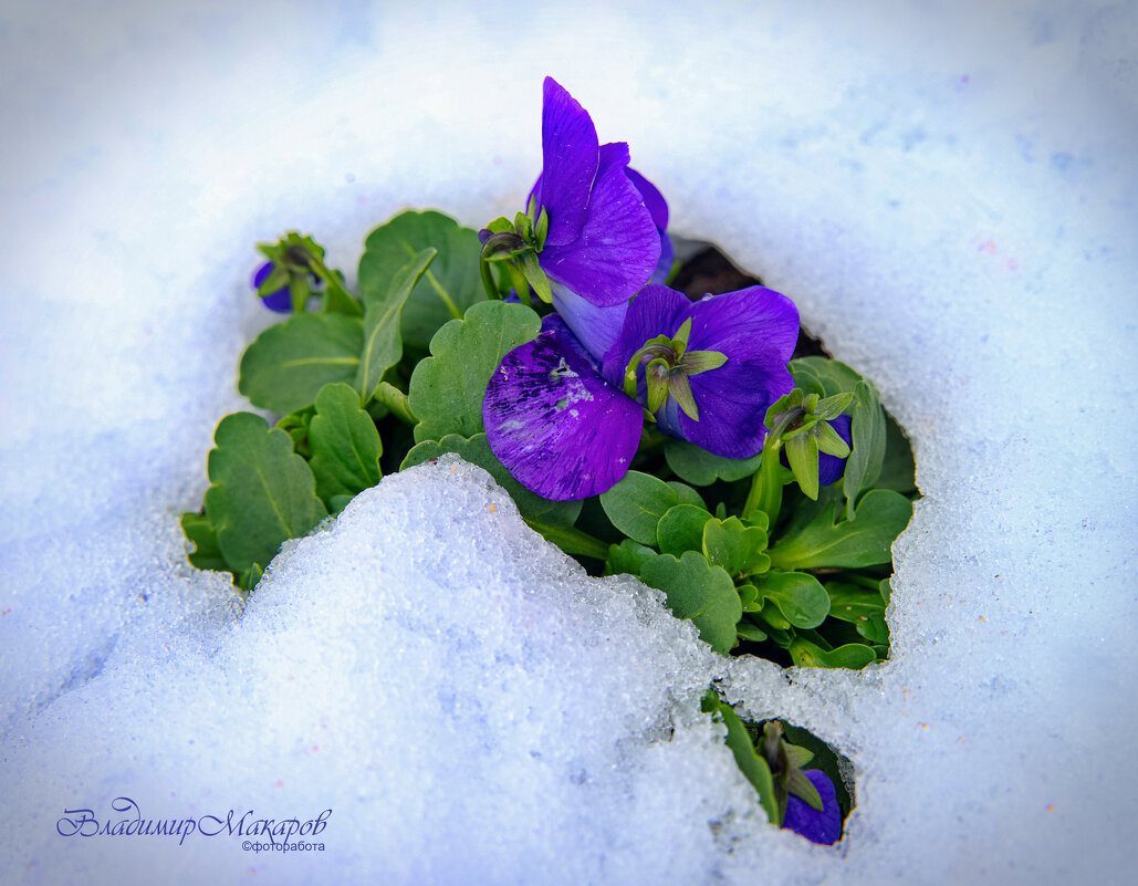 "Майские цветы"© - Владимир Макаров