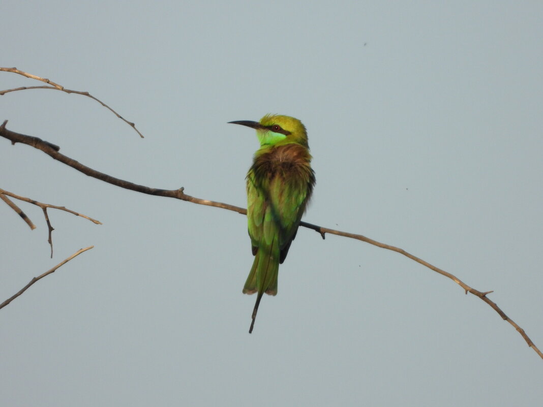 Щ - Конрад Карлович Михельсон