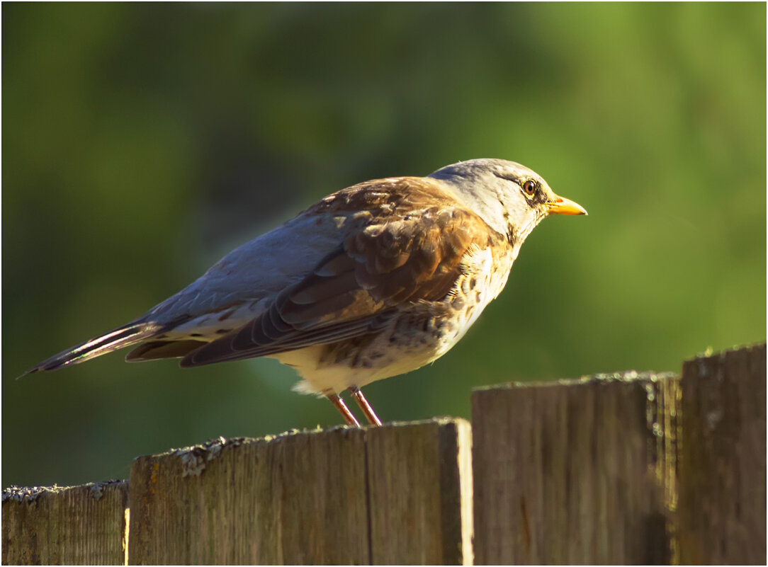 Весеннее утро - Валентин Котляров Весеннее утро - Валентин Котляров