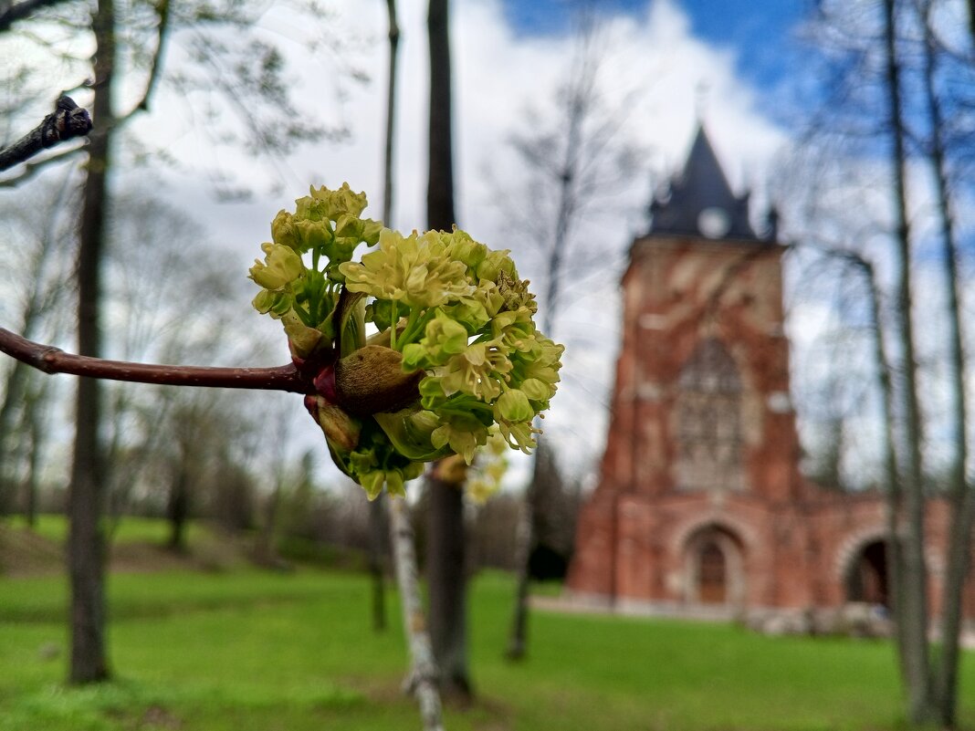 Клён - Сапсан 