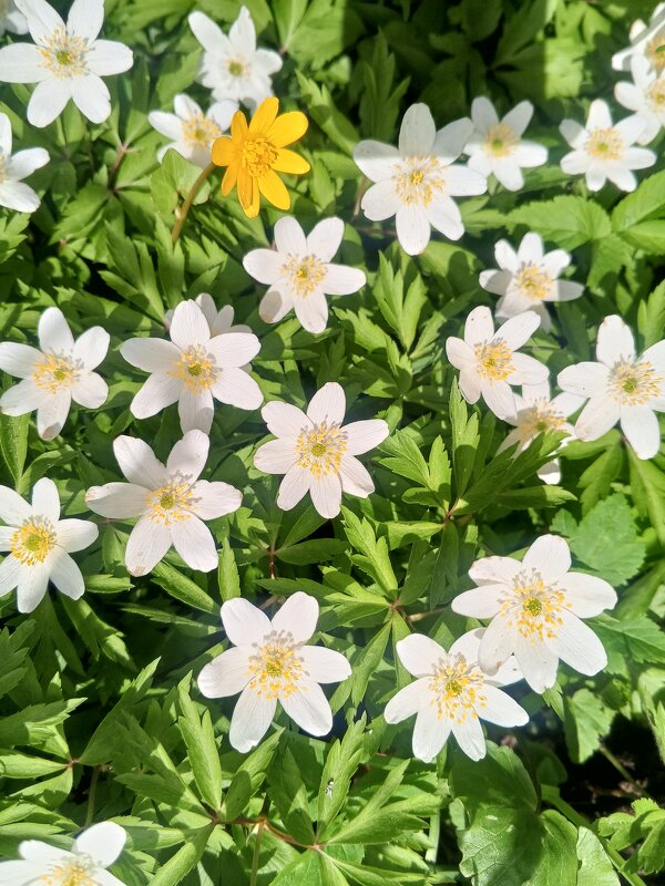 Ветреница - Сапсан 