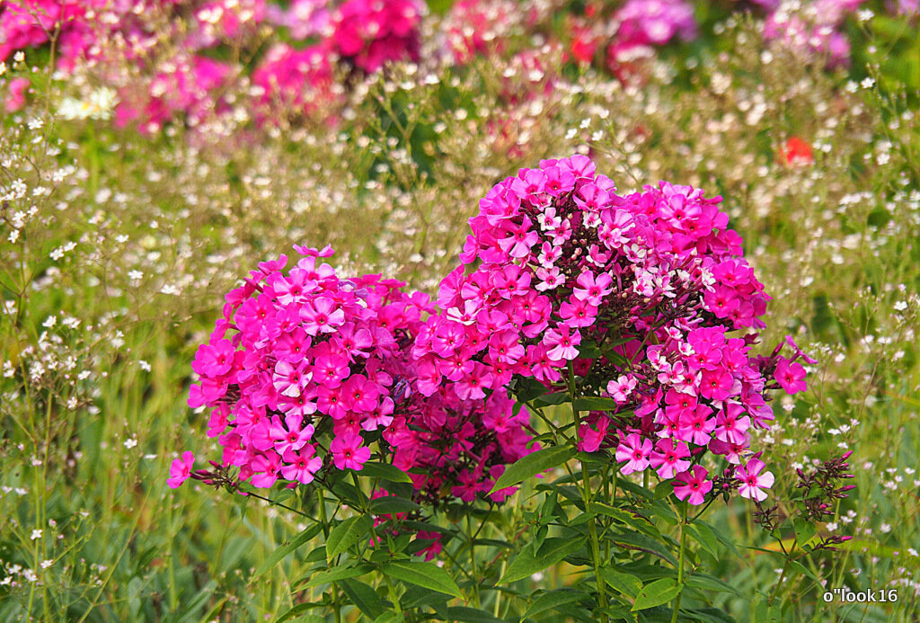 они на радость нам даны - Олег Лукьянов они на радость нам даны - Олег Лукьянов