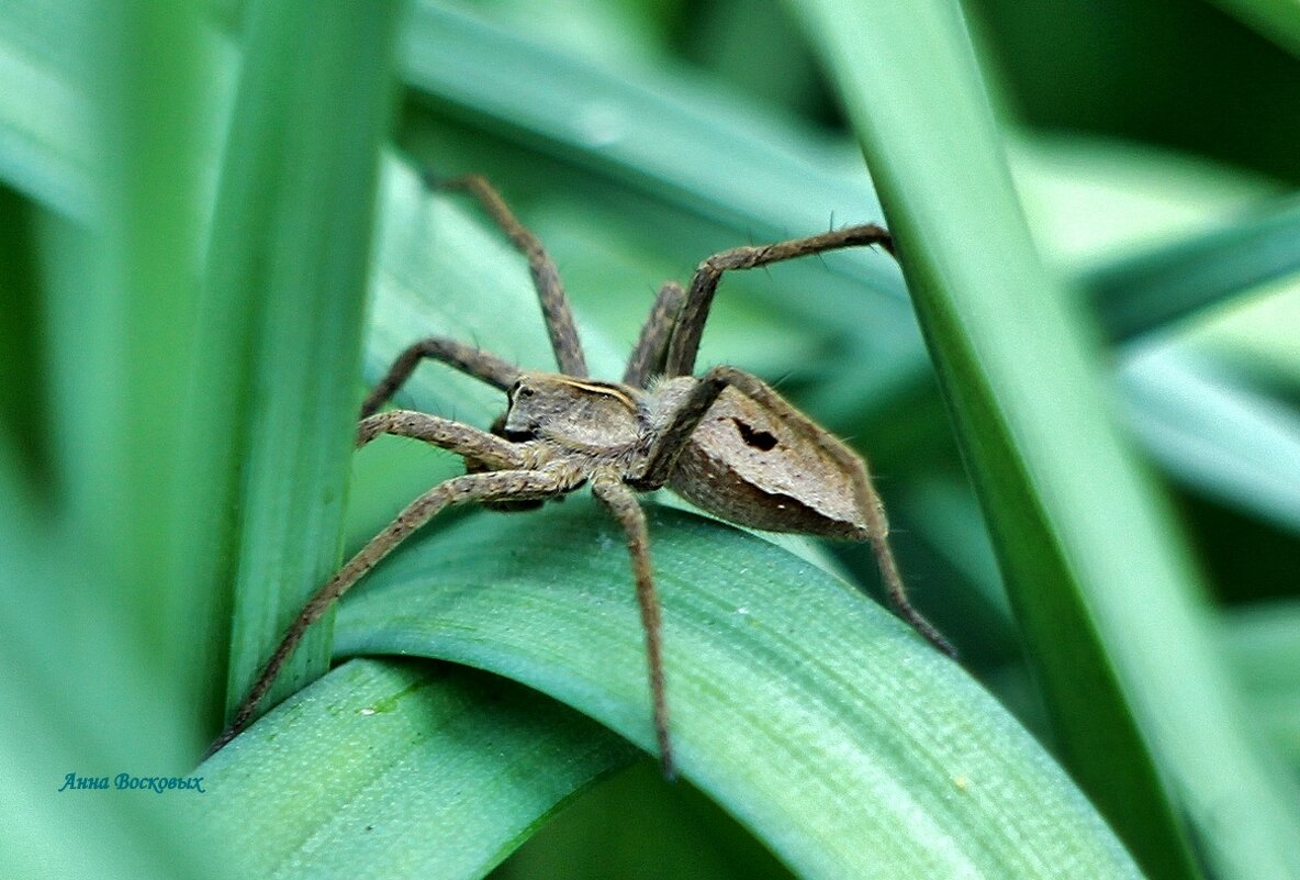 Странствующий паук - Восковых Анна Васильевна Странствующий паук - Восковых Анна Васильевна