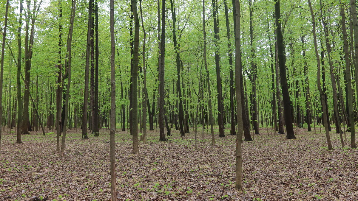 В весеннем лесу - Дмитрий И_ В весеннем лесу - Дмитрий И_
