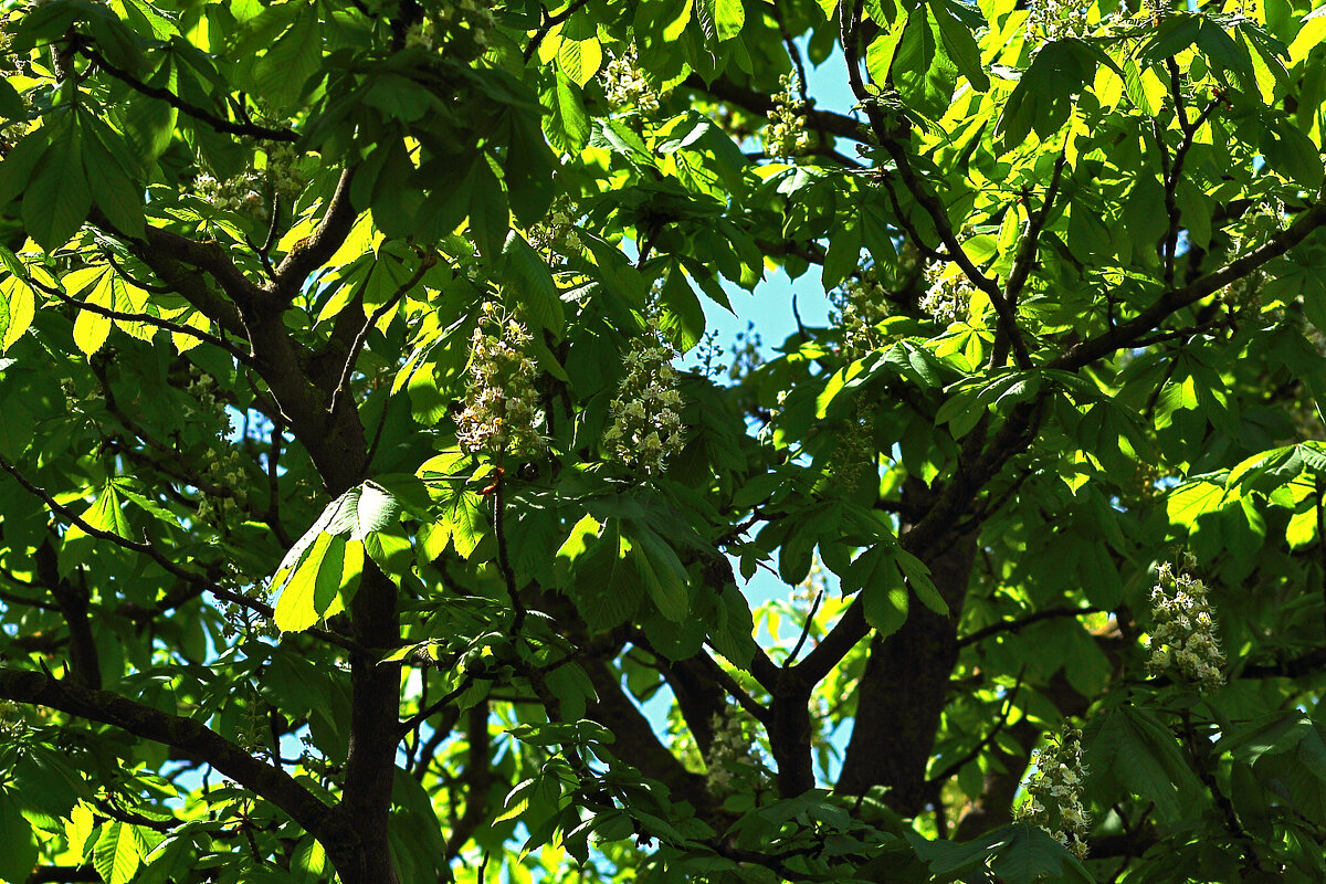 Каштан - Юрий Гайворонскiий Каштан - Юрий Гайворонскiий