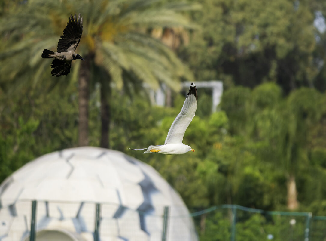 Атака. - Alexander Amromin