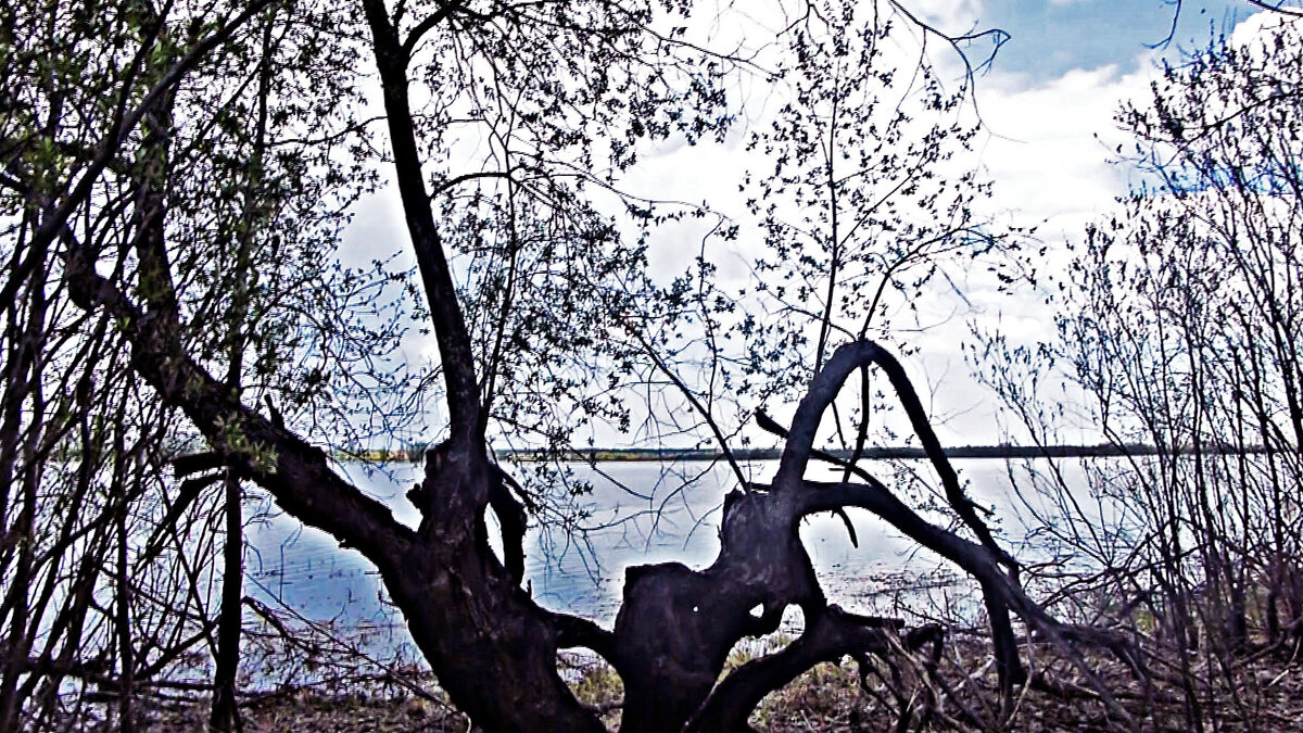 Май...Старый тальник на протоке Сырой Аган! - Владимир 