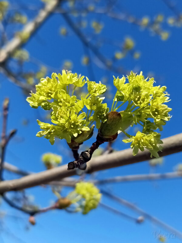Весна на ветках клена - Veera V Весна на ветках клена - Veera V