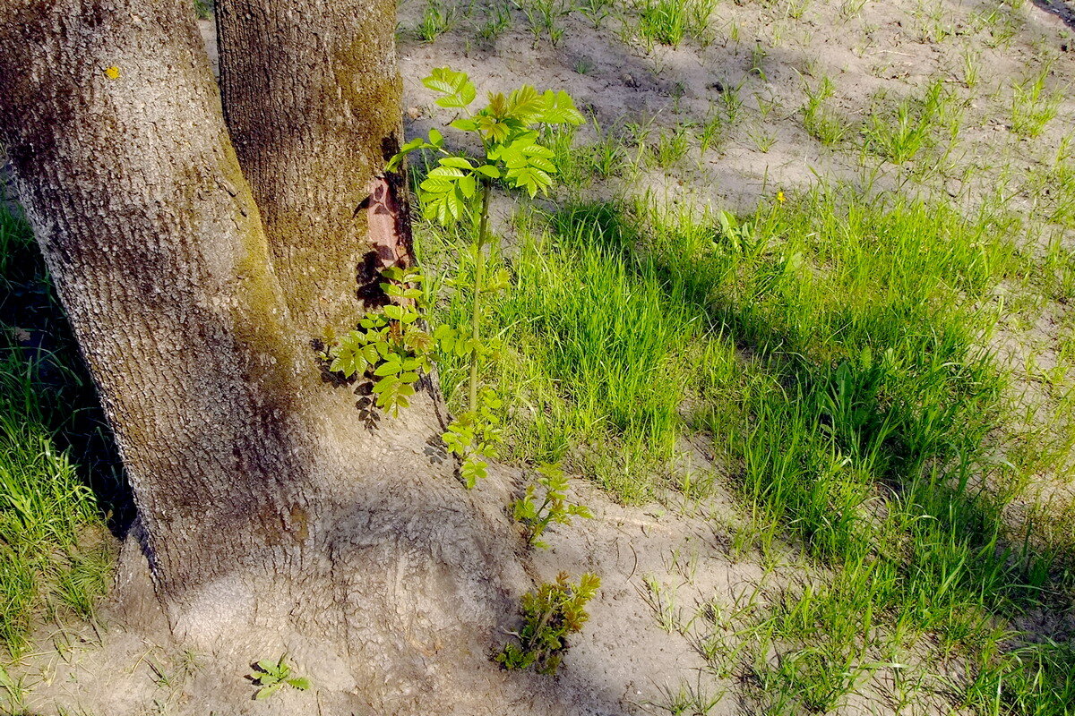 Новый ствол - Фёдор Меркурьев Новый ствол - Фёдор Меркурьев