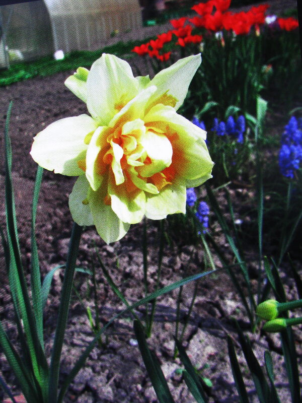 Красавчик - Людмила Смородинская Красавчик - Людмила Смородинская