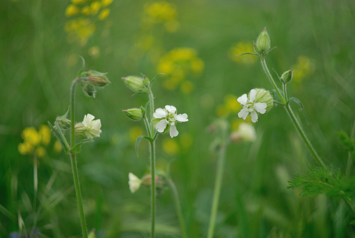 Полевые цветочки - Referee (Дмитрий) Полевые цветочки - Referee (Дмитрий)
