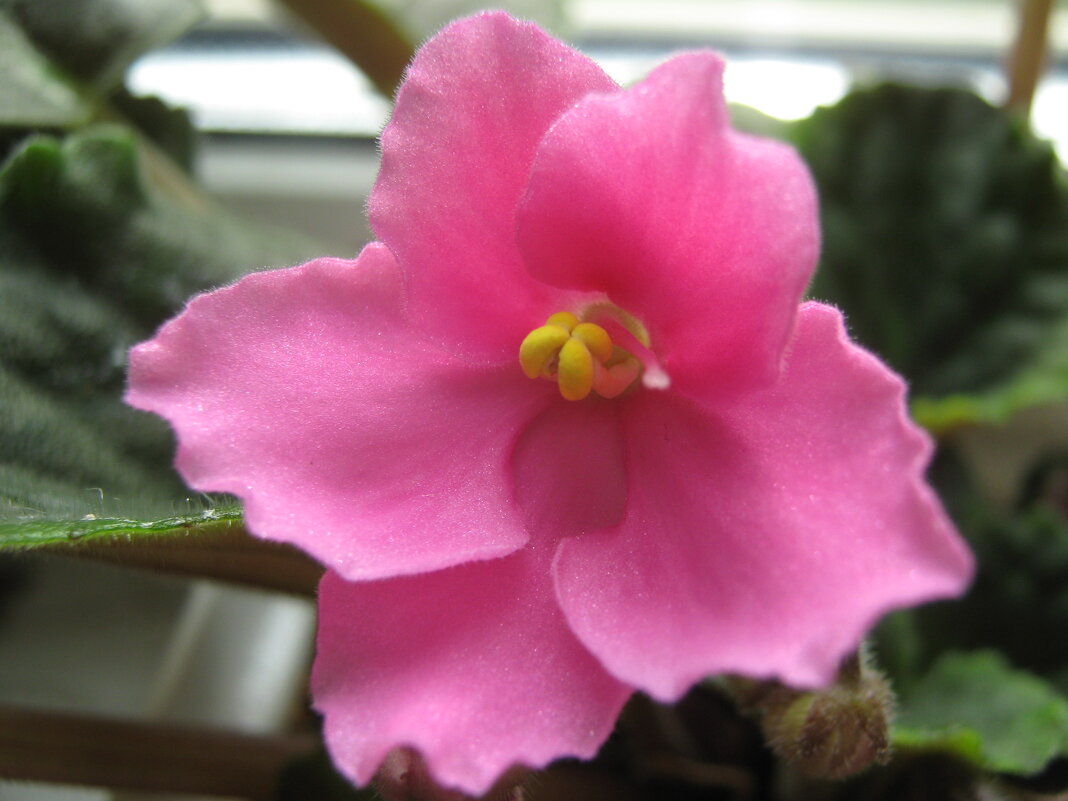 Фиалка - Елена Семигина