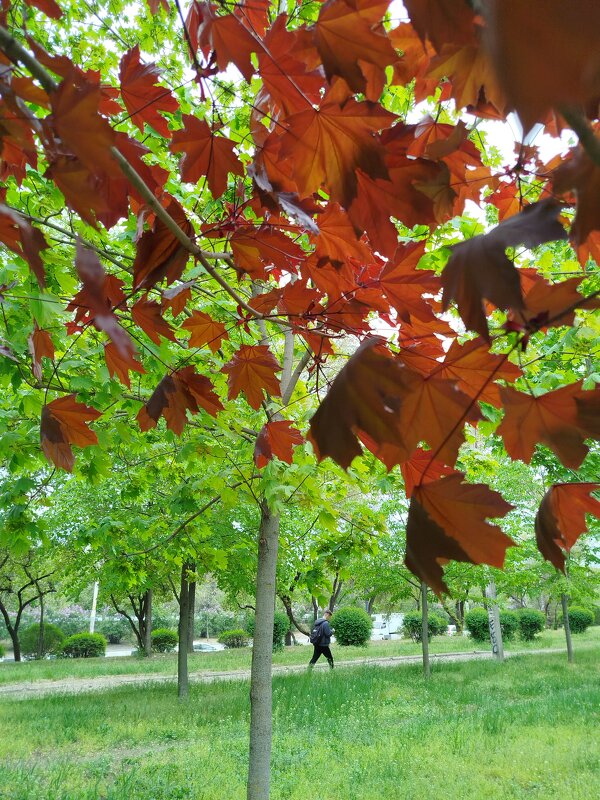 На просвет! - Надежда На просвет! - Надежда