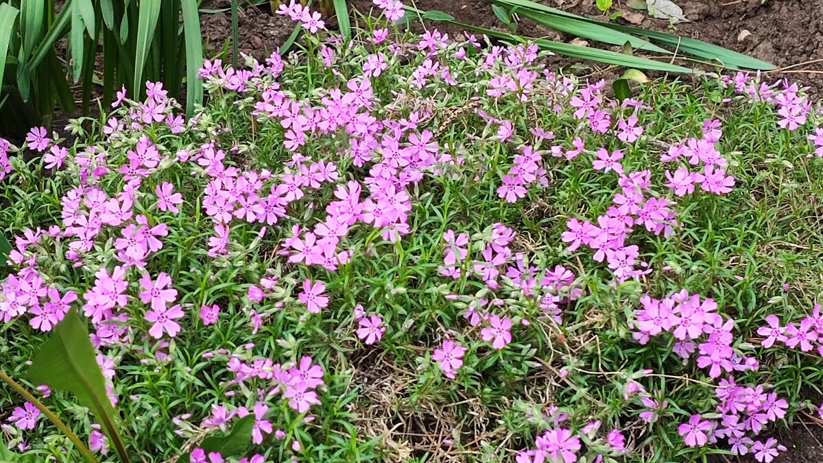 ,,, - Сергей Тимоновский