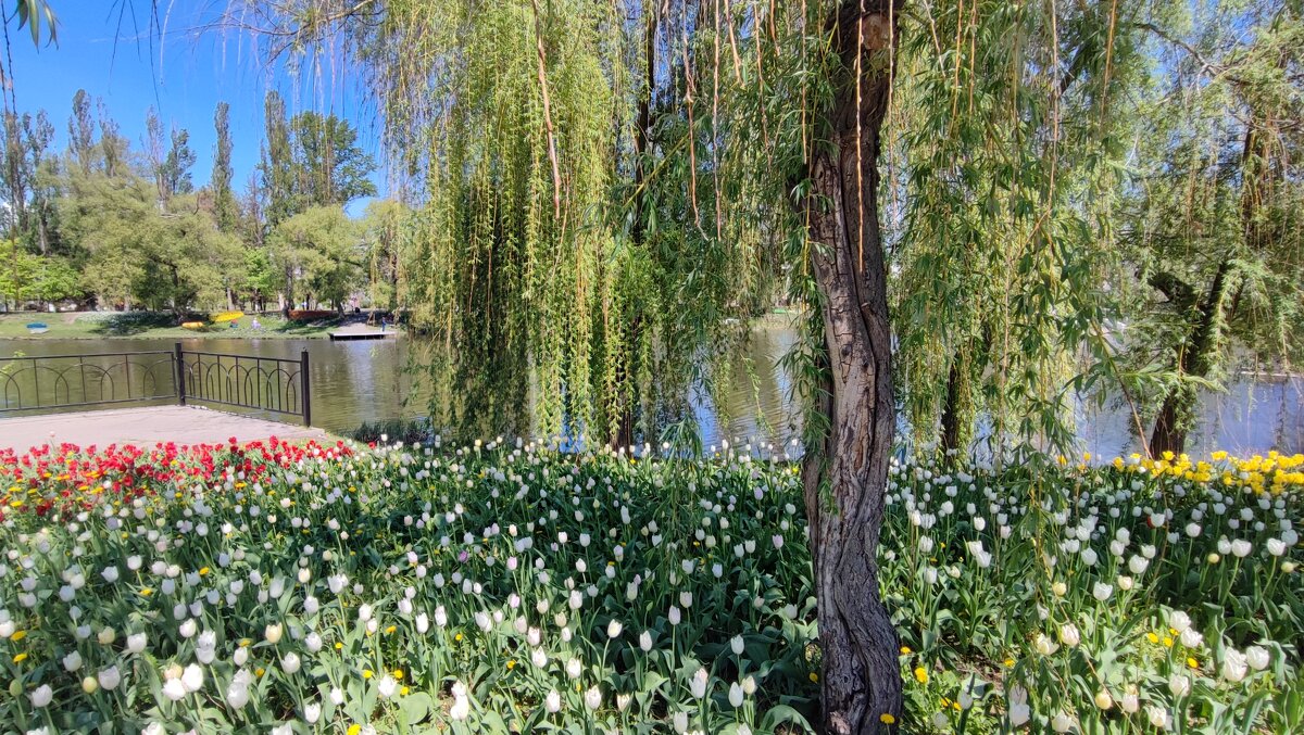 ,,, - Сергей Тимоновский