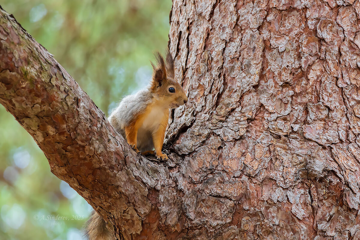 Белка - Александр Синдерёв