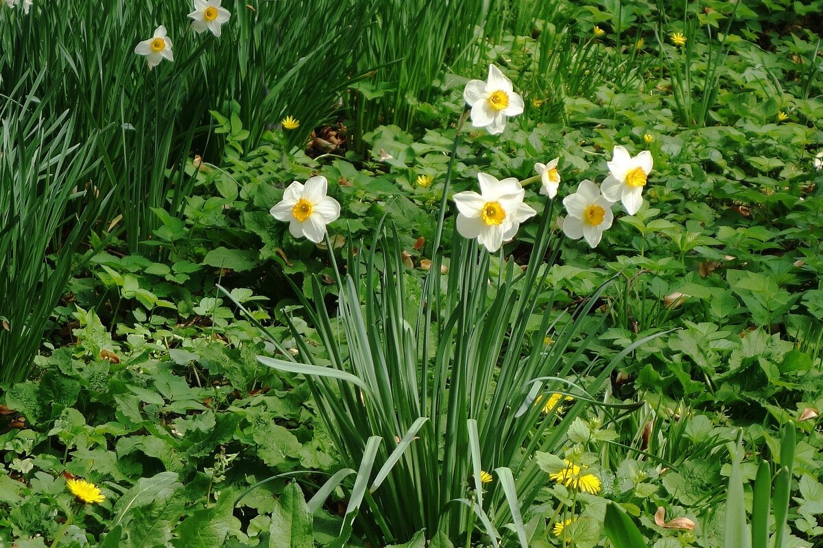 Нарцисс - Рита Симонова