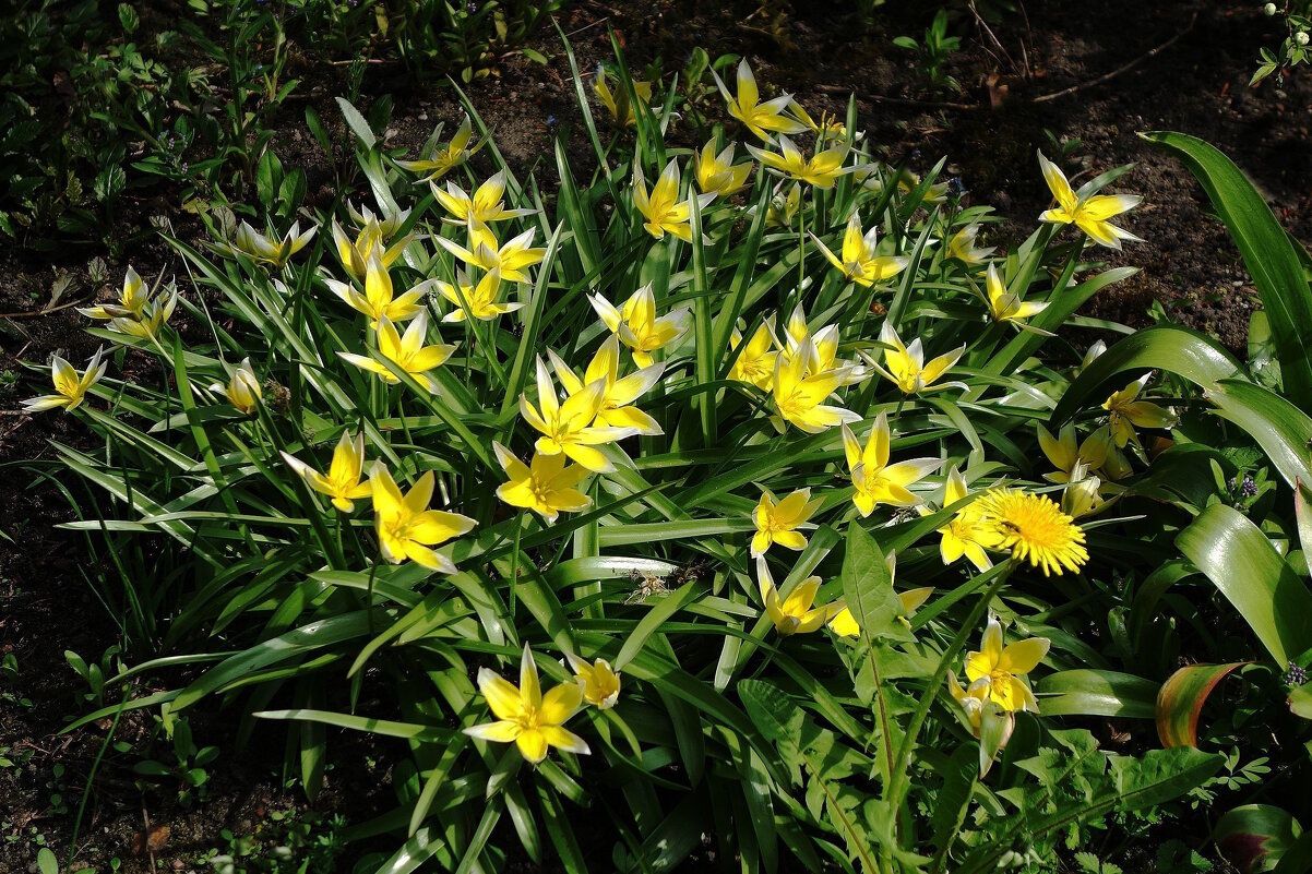 Тюльпан поздний - Рита Симонова