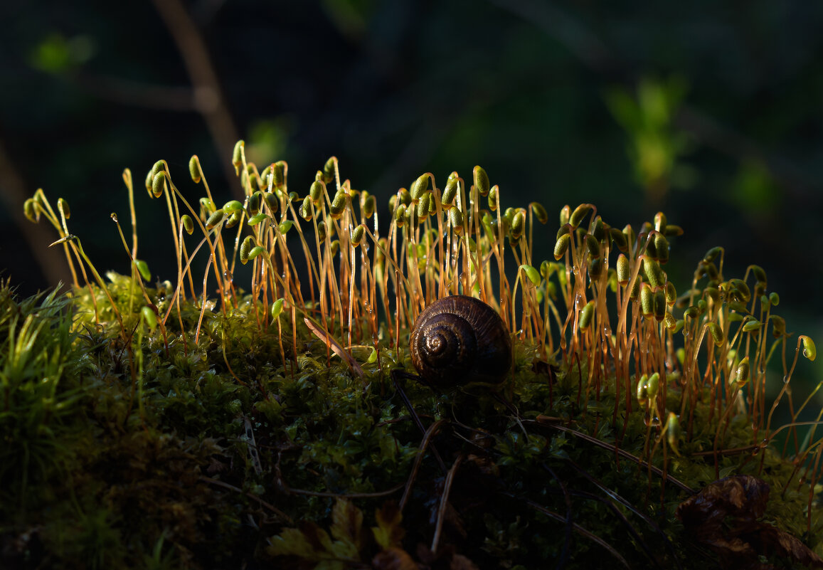 Мох фунария - Дарья Меркулова Мох фунария - Дарья Меркулова