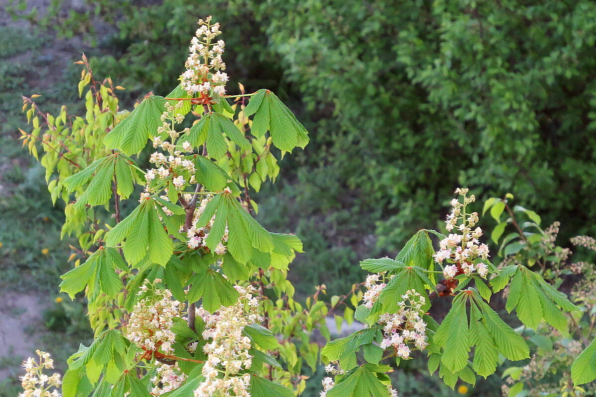Первомайское цветение - Сеня Белгородский