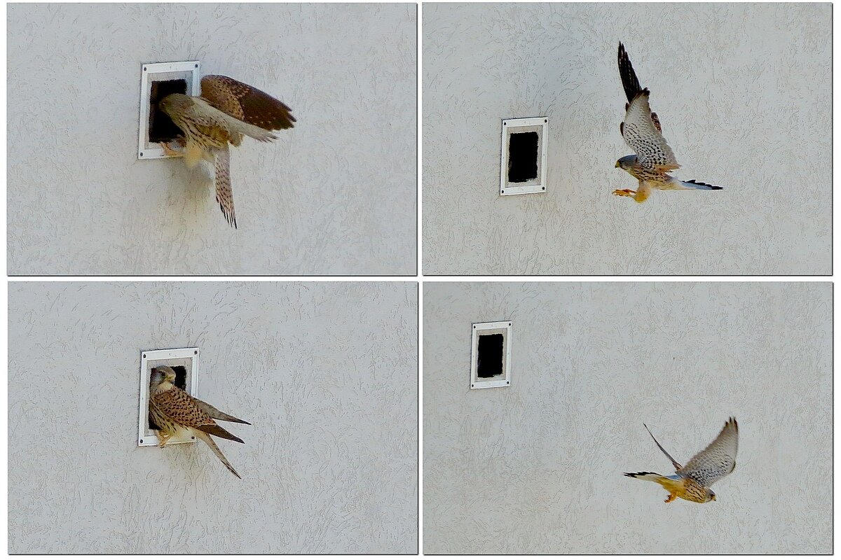 Семейные заботы - Сеня Белгородский