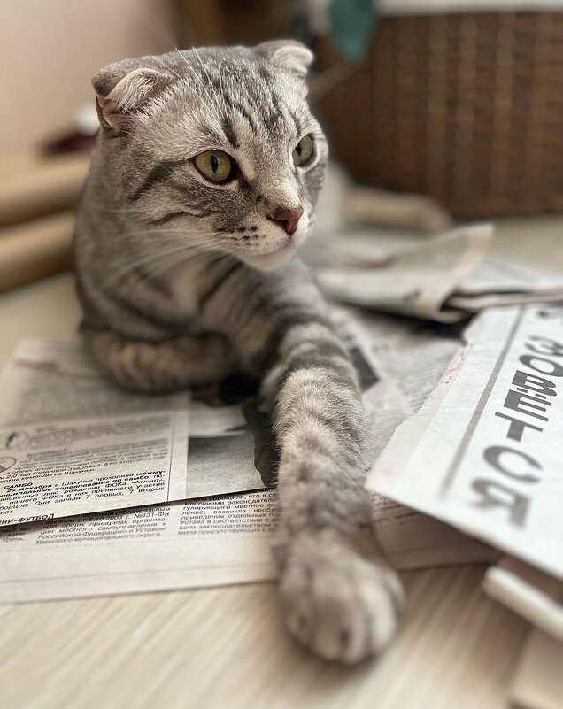 Знакомство с прессой. - Ольга Довженко Знакомство с прессой. - Ольга Довженко