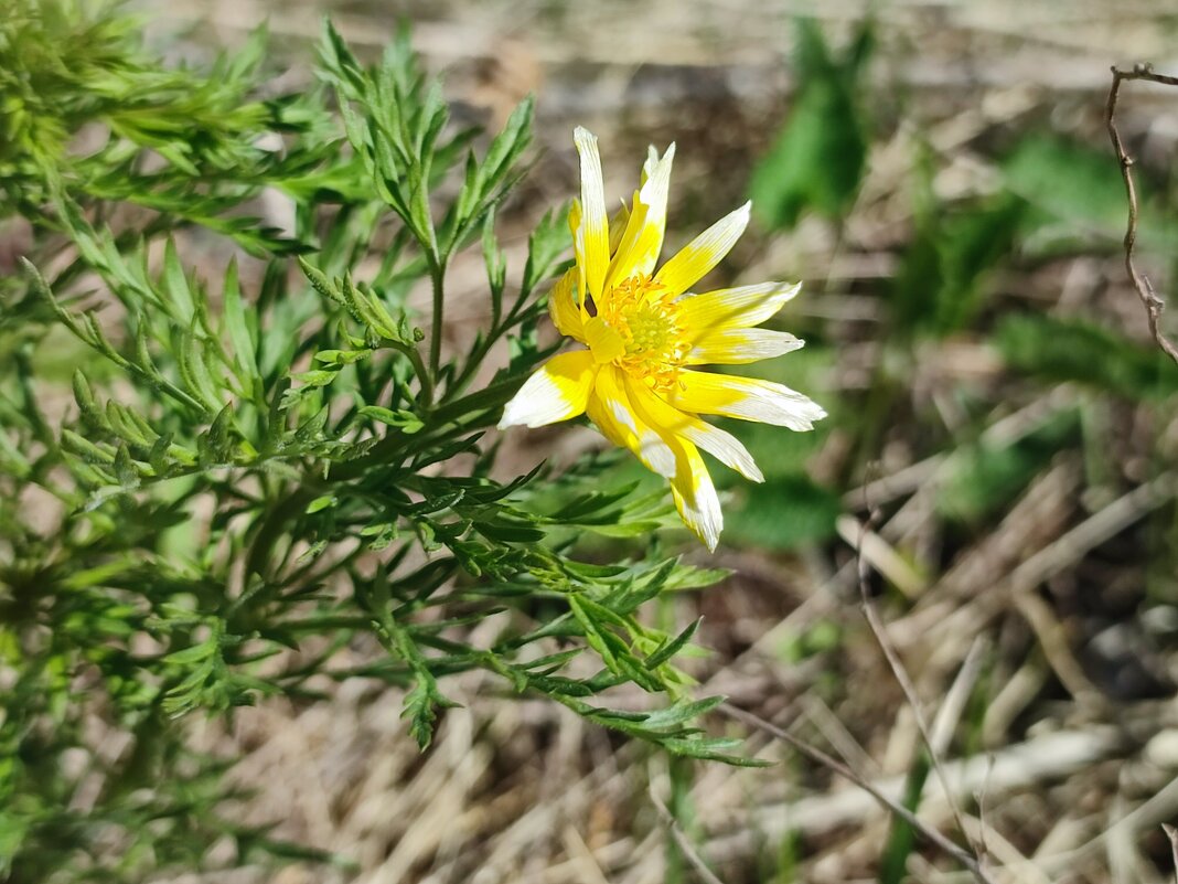 Адонис - Валентина Богатко 