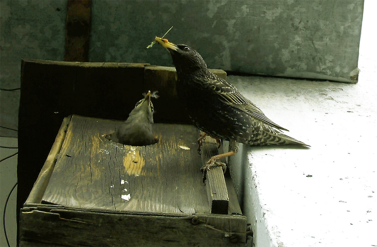 Москва. Скворцы на балконе 27 мая 2017 года. - Игорь Олегович Кравченко Москва. Скворцы на балконе 27 мая 2017 года. - Игорь Олегович Кравченко