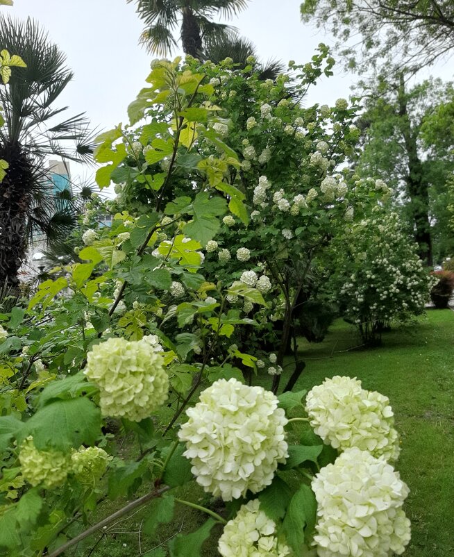 Калина Бульденеж - Tata Wolf Калина Бульденеж - Tata Wolf