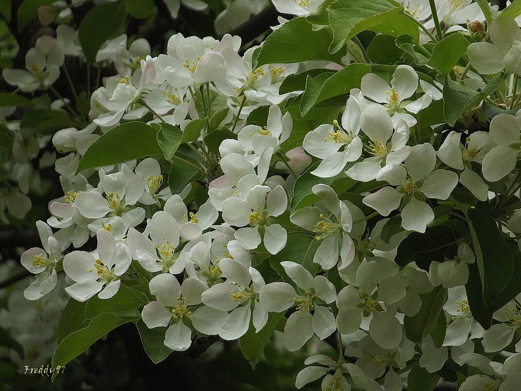 Яблоня в белых кудрявых цветах… - Freddy 97 Яблоня в белых кудрявых цветах… - Freddy 97