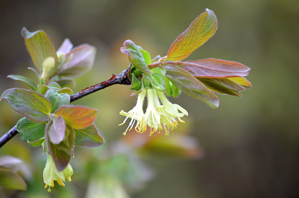 Жимолость цветёт - Татьяна Лютаева