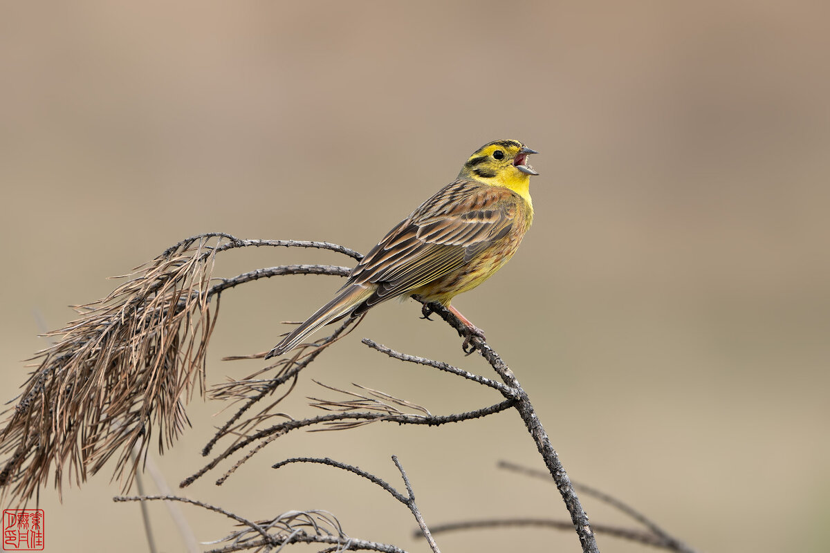 * * * - Станислав С.