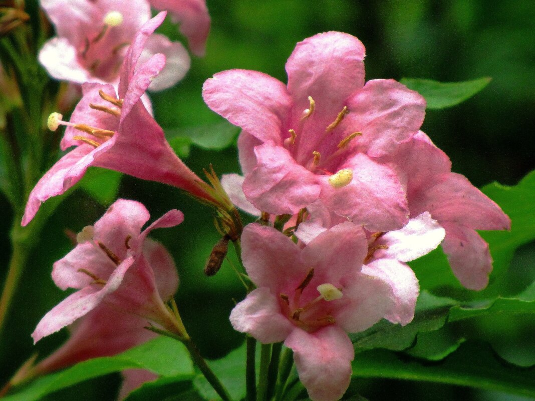 Вейгела - Сергей Карачин