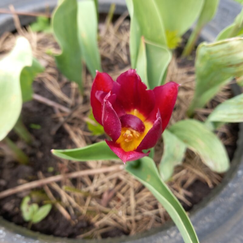 Малыш - BoxerMak Mak