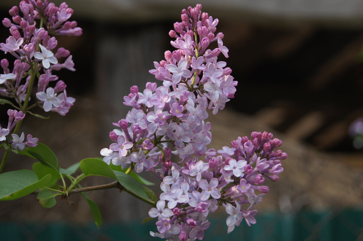 Сирень - Глеб 