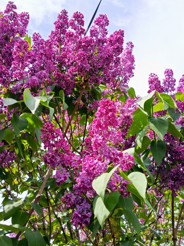 Сирень - Татьяна Пальчикова Сирень - Татьяна Пальчикова