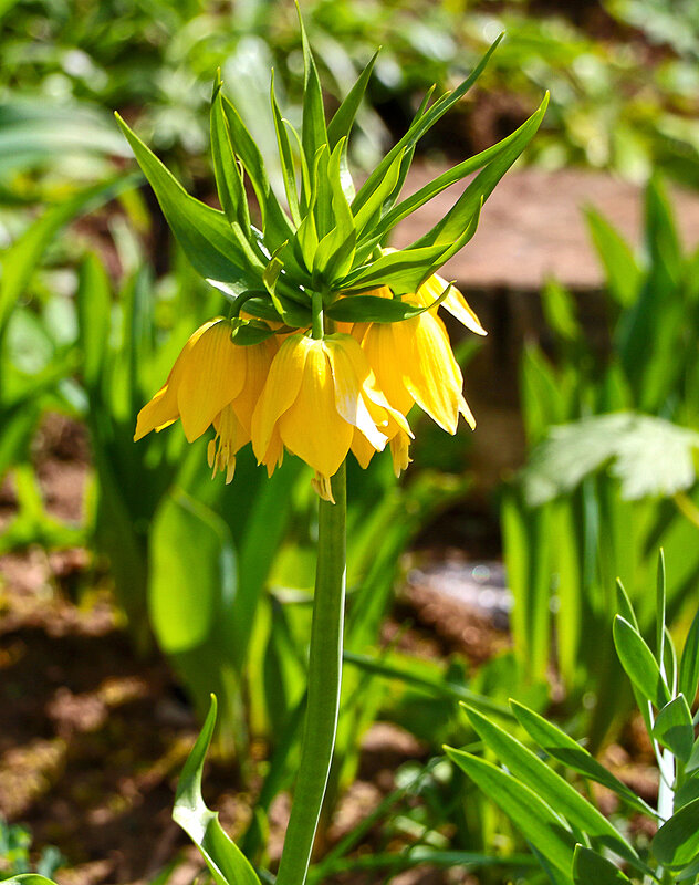 Уже рябчики - Светлана 