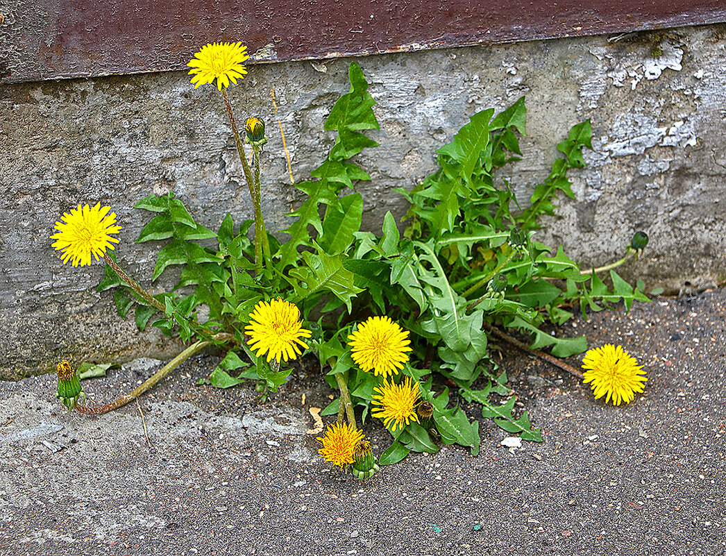 Вездесущие... - Светлана 