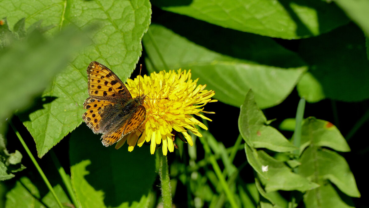 бабочки, снятые 2 мая  7 - Александр Прокудин