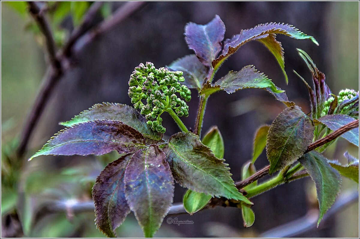 Май, начло... - Aquarius - Сергей Май, начло... - Aquarius - Сергей