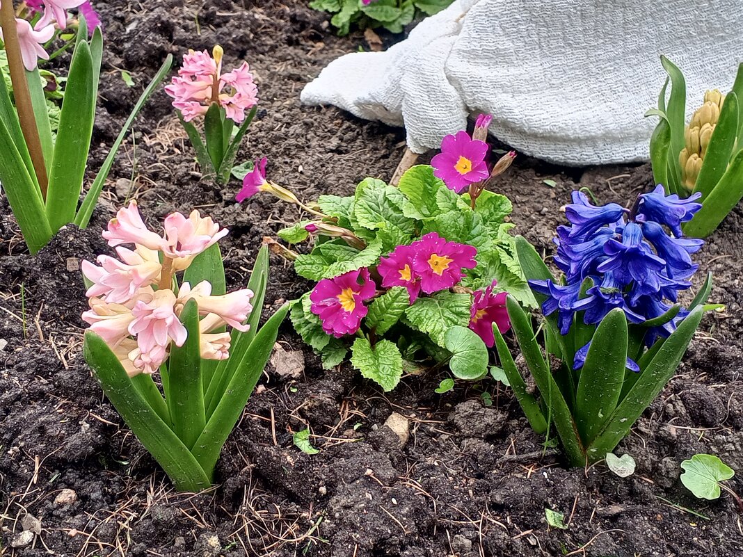 Гиацинты и примулы - Сапсан Гиацинты и примулы - Сапсан