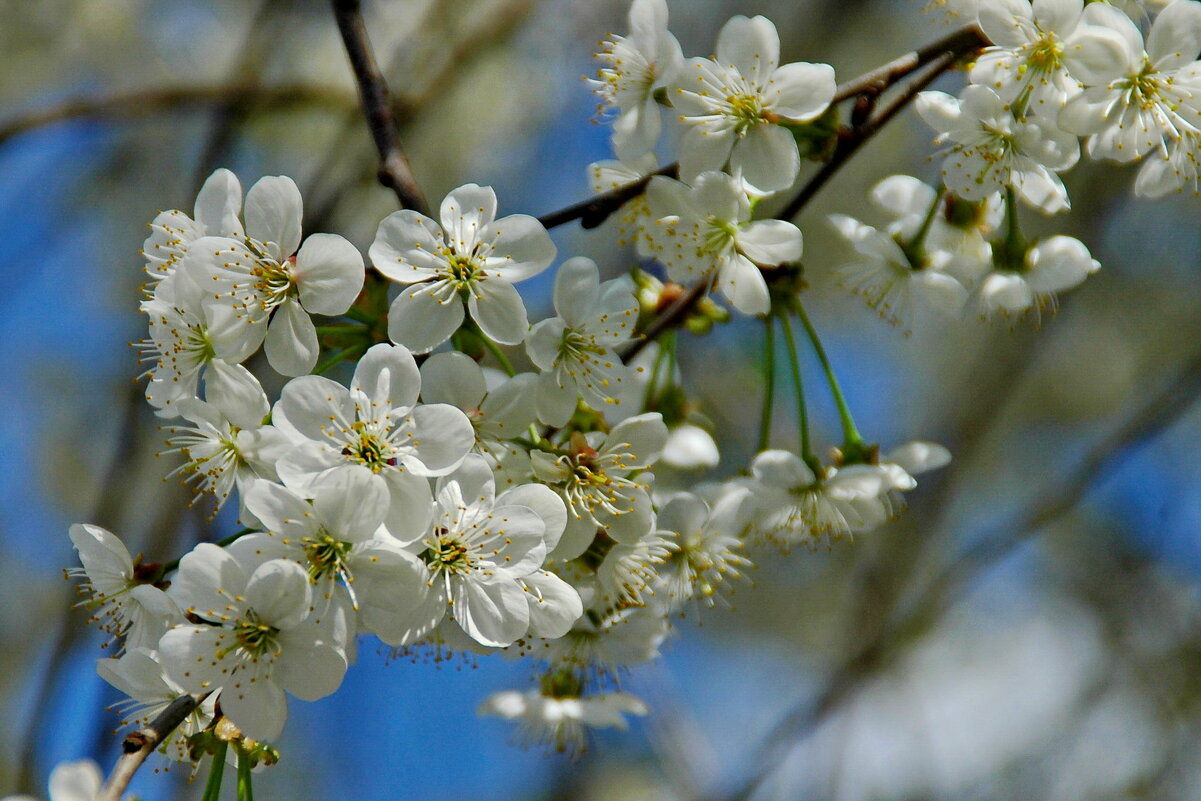 Вишни цвет - Елена Пономарева Вишни цвет - Елена Пономарева